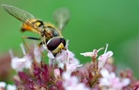 Eingekehrt copy Stefanie Sonntag