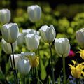 piqs: Karl Dichtler, Wei&szlig;e Tulpen